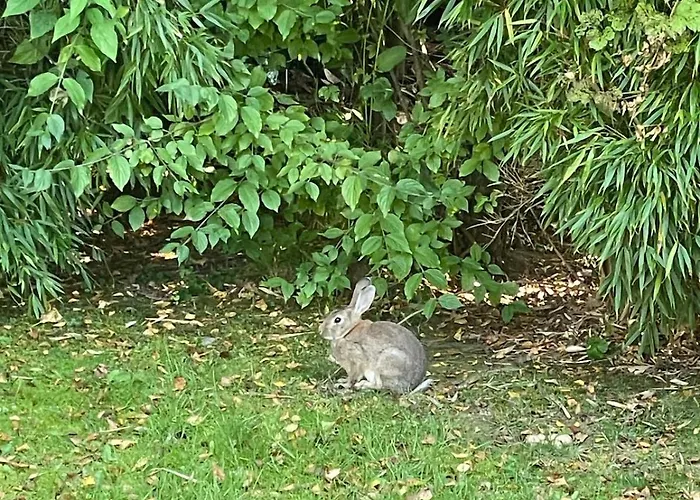 Chalet Boshuisje Met Privetuin Bij Kruisbergse Bossen Achterhoek *